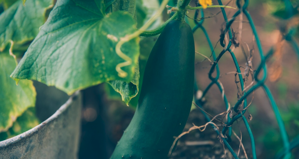The Greenhouse | Words Without Borders
